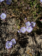 Phacelia douglasii