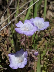 Phacelia douglasii