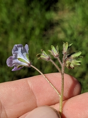 Phacelia douglasii