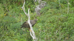 Buteo jamaicensis socorroensis