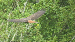 Buteo jamaicensis socorroensis