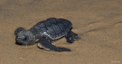 Lepidochelys olivacea