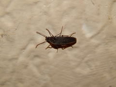 Synchroa punctata