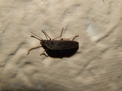Synchroa punctata