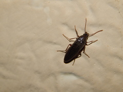 Synchroa punctata