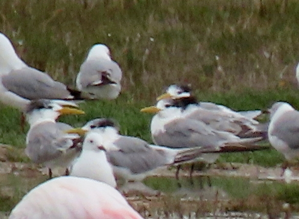 Southern African Greater Crested Tern from West Coast District ...