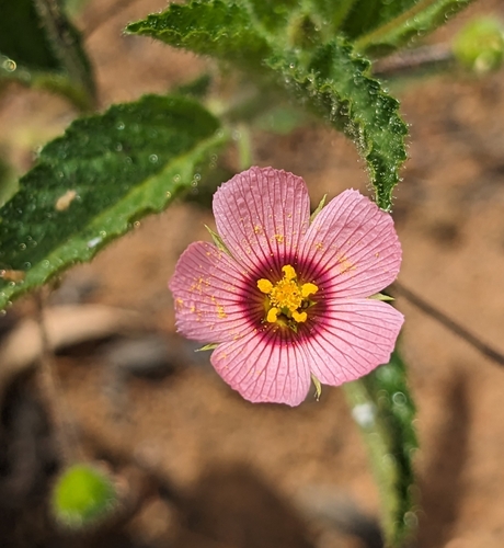 Piriqueta viscosa