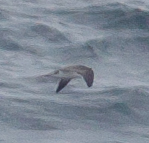 Pterodroma sandwichensis