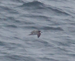 Pterodroma sandwichensis