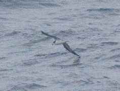 Hawaiian Petrel