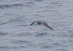 Pterodroma sandwichensis