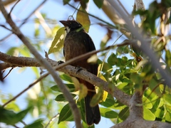 Saltator grandis
