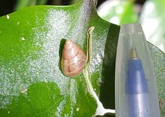 Drymaeus semistriatus