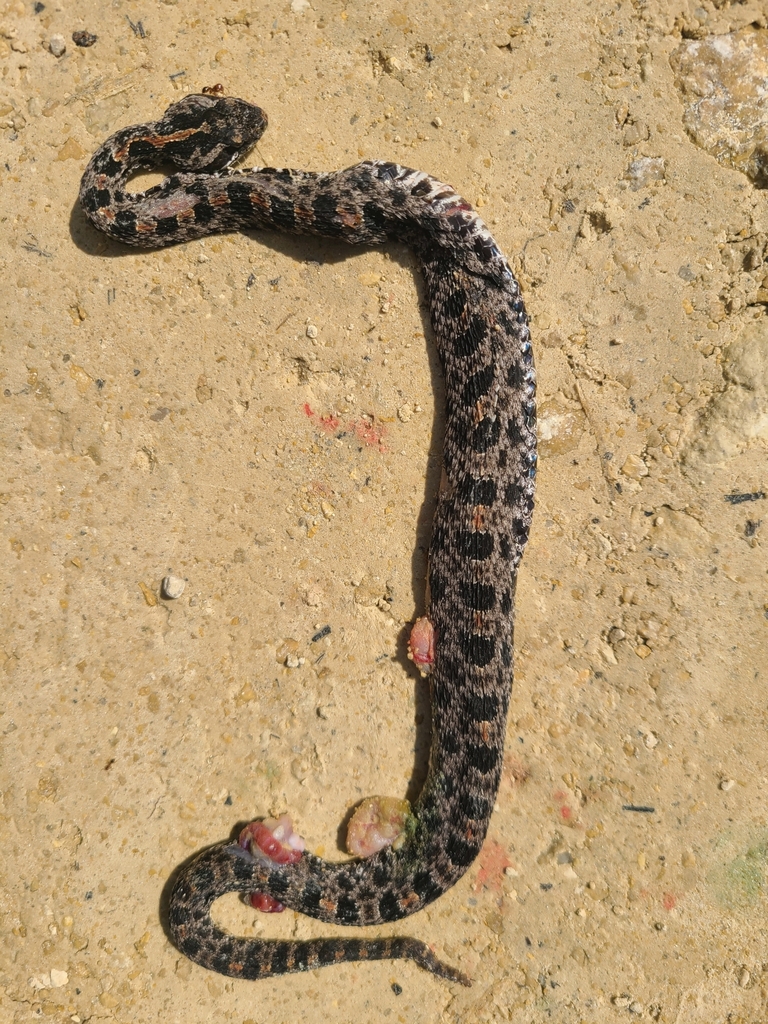 Dusky Pygmy Rattlesnake From Liberty County, FL, USA On October 14 ...