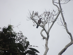 Patagioenas speciosa