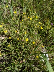 Tropidocarpum gracile