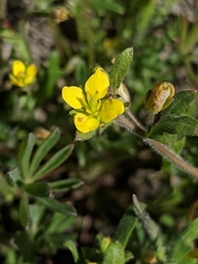 Tropidocarpum gracile