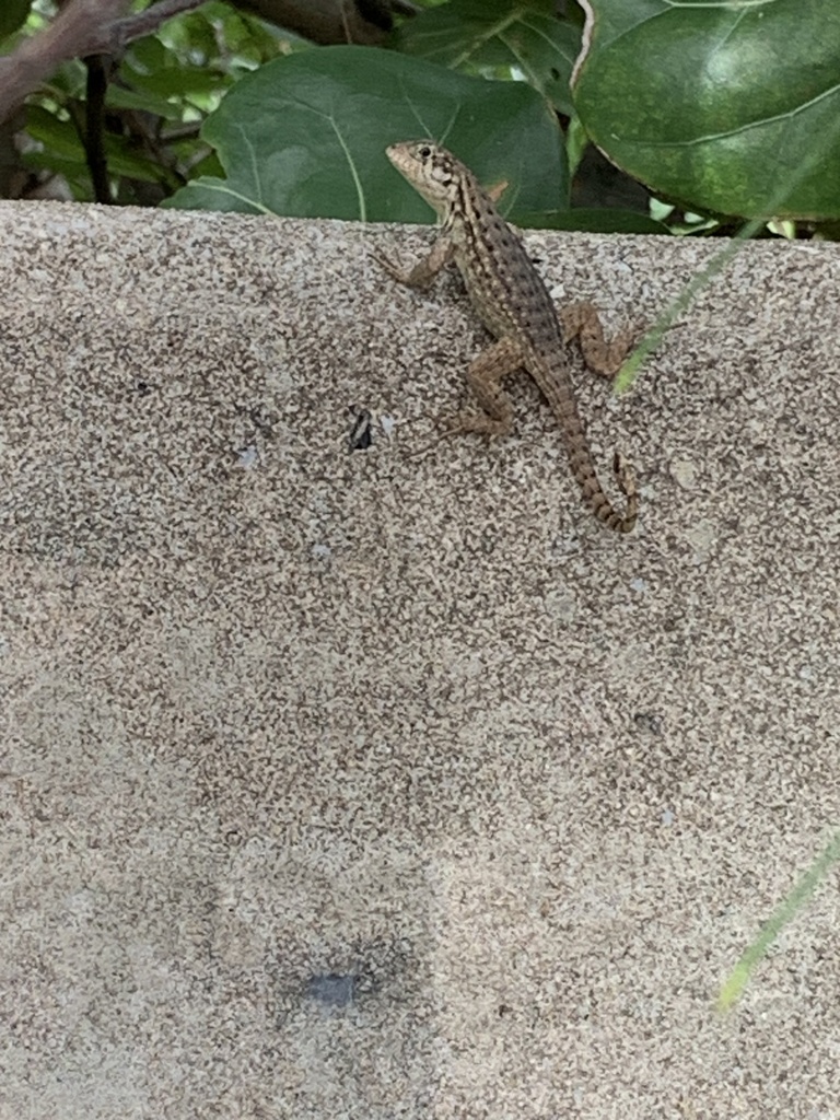 Northern Curly Tailed Lizard From N Birch Rd Fort Lauderdale Fl Us On October 14 2023 At 10