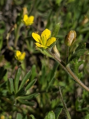 Tropidocarpum gracile