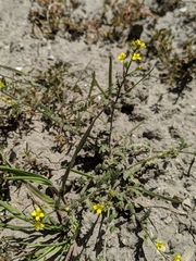 Tropidocarpum gracile