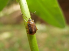 Galerucella calmariensis