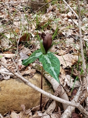 Trillium decipiens