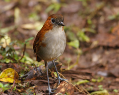 White-Bellied Antpitta photo 3