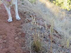 Enneapogon nigricans