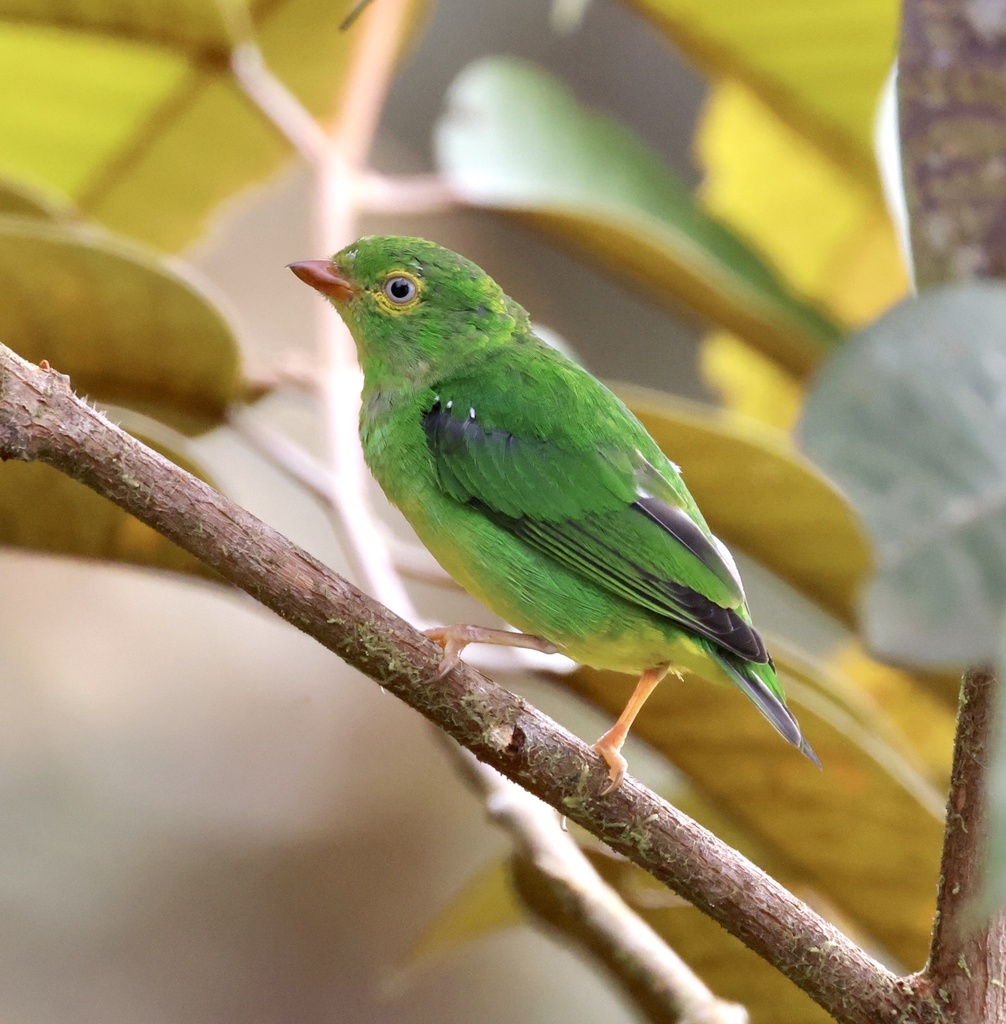 Yellow-collared Chlorophonia photo