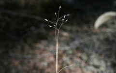 Deschampsia