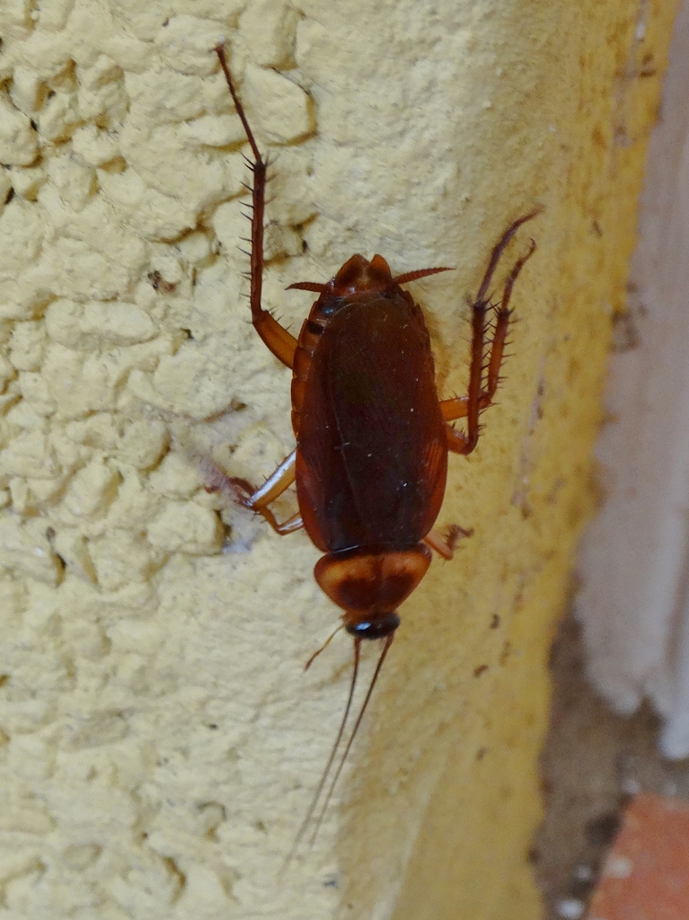 American Cockroach from 35660 Corralejo, Las Palmas, Spain on February ...