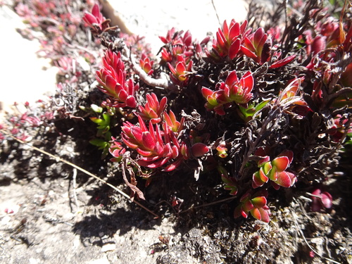 Crassula obtusa