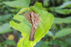 Thorybes dorantes dorantes