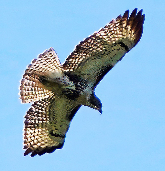 Red-tailed Hawk from Osceola County, FL, USA on October 14, 2023 at 10: ...