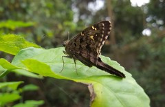 Thorybes dorantes dorantes