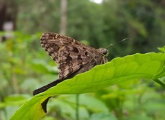 Thorybes dorantes dorantes