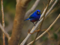 Passerina rositae