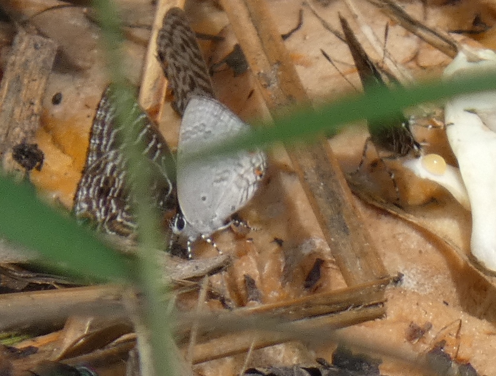 Liodes Hairtail