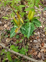 Trillium decipiens