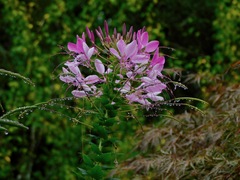 Cleome houtteana (Cleome houtteana)