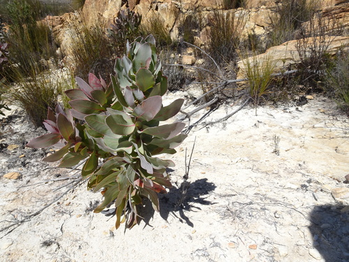 Broad-leaf sugarbush (Protea eximia)