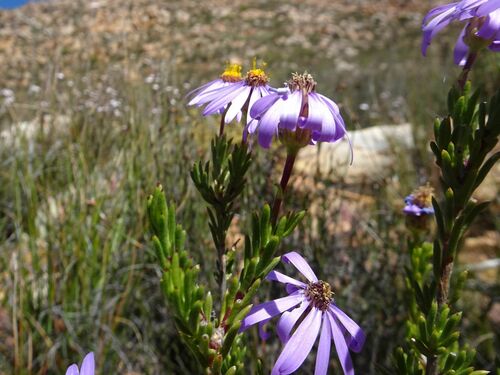 Image of Felicia filifolia by (c) Thomas Koffel, some rights reserved (CC BY)