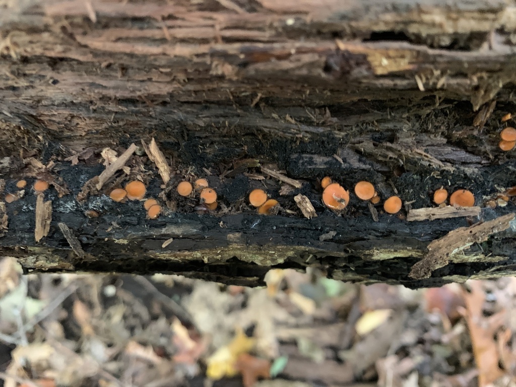 Scutellinia sp. 'MI01'