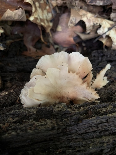 Crepidotus applanatus