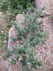 Angiospermae