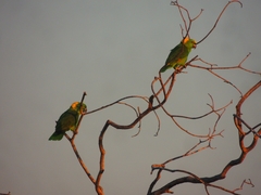 Amazona auropalliata