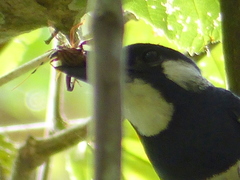 Spathophora biclavata
