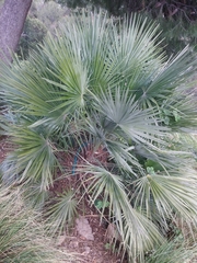 Chamaerops humilis