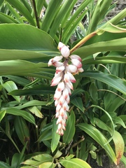 Alpinia nutans