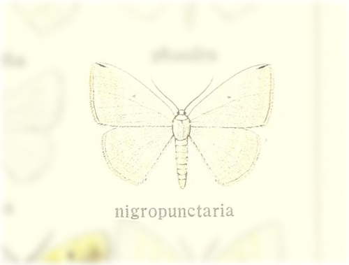 Lomographa nigropunctaria · iNaturalist